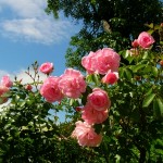 Rosen können in verschiedenen Farben blühen.