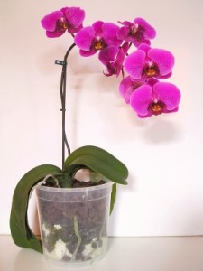 Orchideen brauchen spezielle Pflege.