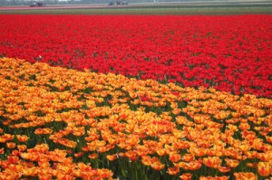 Tulpen werden überwiegend in den Niederlanden gezüchtet.