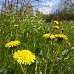 Löwenzahn ist eine essbare Blume.