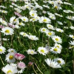 Essbare Blumen verschönern jedes Essen.