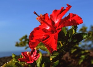 Hibiskusblüten sind beliebte Zierpflanzen.